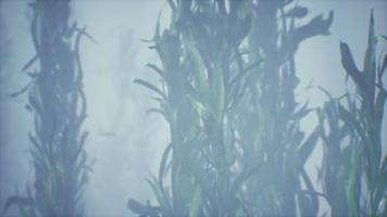 bosque submarino de hierba de algas marinas video