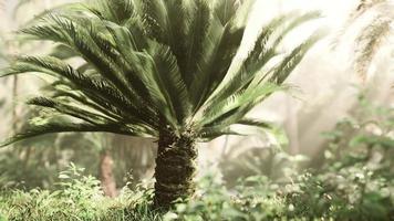 floresta tropical com plantas e árvores à luz do sol video