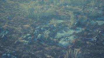 grama seca e paisagem de rochas video