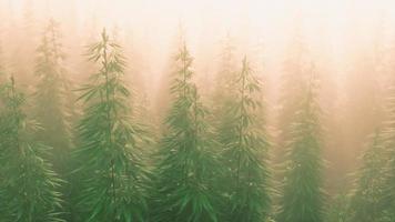 Plantage von Cannabis im tiefen Nebel
