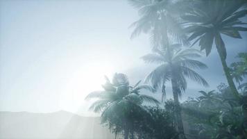 rayos de sol a través de palmeras