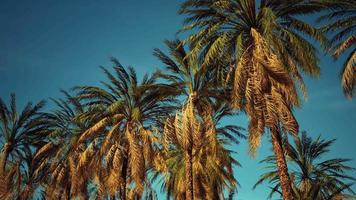 coconut palm trees on blue sky video