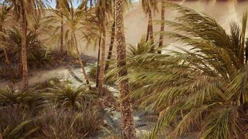 Palmen und die Sanddünen in der Oase video