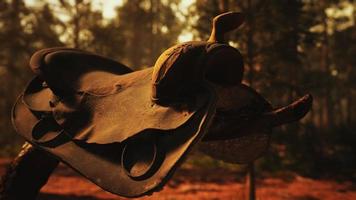vintage läder hästsadel på det döda trädet i skogen vid solnedgången video