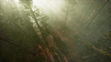 Drone breaking through the fog to show redwood and pine tree video