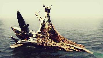 chêne mort dans l'eau de l'océan atlantique video