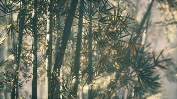 forêt de bambous asiatique avec la lumière du soleil du matin video