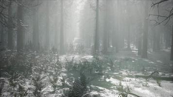bosque cubierto de nieve de invierno en un día nublado