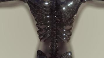 transparent human body with visible skeletal bones video