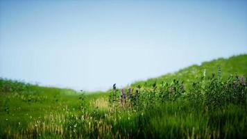 Feld des grünen frischen Grases unter blauem Himmel video