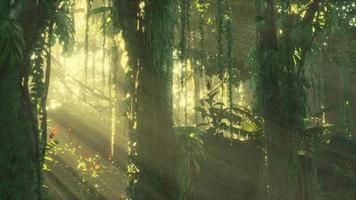 misty rainforest and bright sun beams through trees branches video