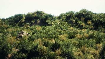 Beach dunes with long grass video