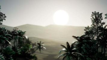 Coco palm trees tropical landscape video