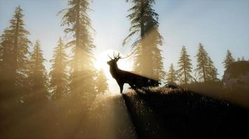 Cerf mâle en forêt au coucher du soleil video