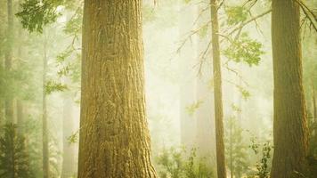 giant sequoias in redwood forest video