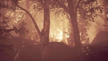 mágico paisaje oscuro del bosque de verano con rayos de luz cálida
