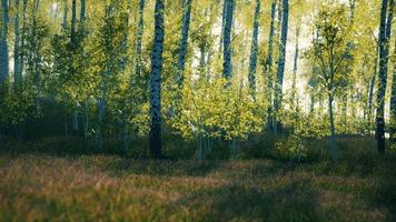 bosque de bétulas por um dia ensolarado video