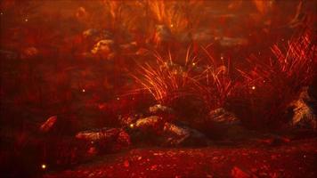 eldflugor ovanför torrt gräs och stenar vid solnedgången video