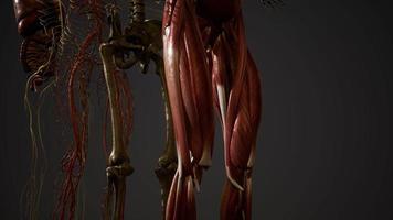 animerad 3d mänsklig anatomi illustration video