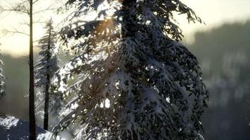 esplêndida cena de natal na floresta de montanha. nascer do sol de inverno colorido video