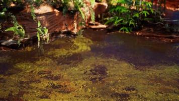 stagno dorato tropicale con rocce e piante verdi video