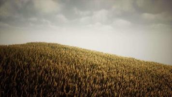 Dark stormy clouds over wheat field video