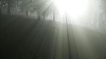 bosque en la niebla de la mañana de otoño video