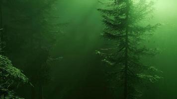 forêt magique avec des étincelles video