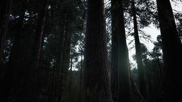secuoyas gigantes en verano en el parque nacional de secuoyas, california video