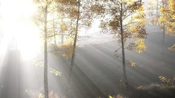 forêt lumineuse tôt le matin dans les montagnes video