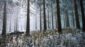floresta congelada branca de inverno na neve video