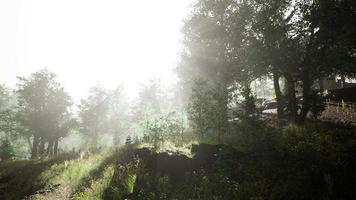 bella mattina d'estate nella foresta hyperlapse video