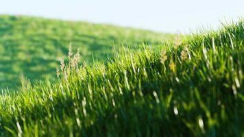 campo di erba verde 8k su priorità bassa delle colline video