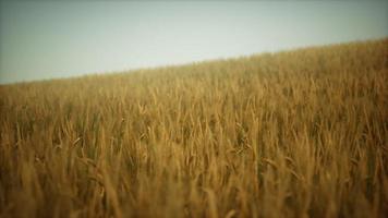 Dark stormy clouds over wheat field video