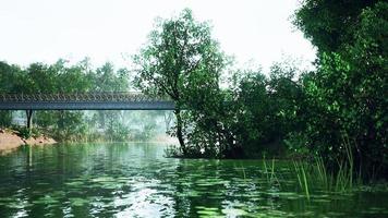 árboles verdes en el parque de la ciudad con pantano bajo la luz del sol video