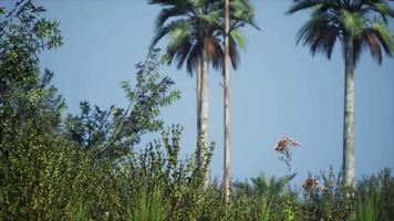 palmeras tropicales y hierba en un día soleado video