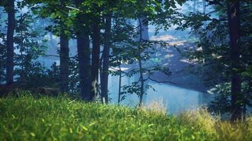 green grass in the forest at sunny summer morning video