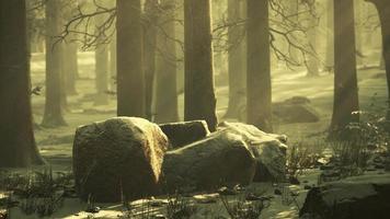 beeindruckender blick auf nebel und sonnenlicht nach frost auf dem kiefernwald video