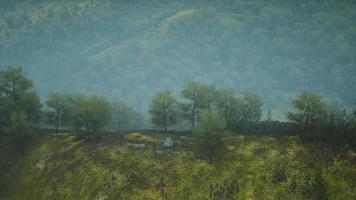 small green trees on hills in fog video