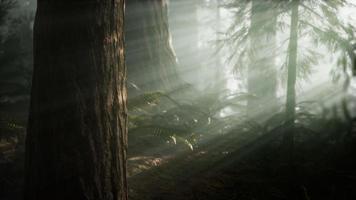 Morgen mit Nebel im Sequoia-Nationalpark video