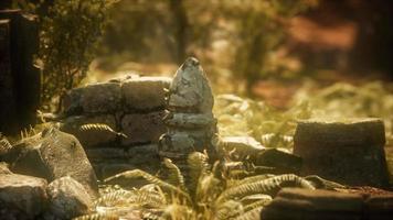 8k ruine ancienne maison en pierre recouverte de plantes dans une forêt verte dense video