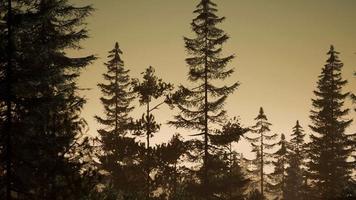 bosque nórdico brumoso temprano en la mañana con niebla video