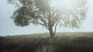 big tree on the African Savanna in Serengeti national park of Tanzania video