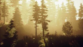 vista panorámica del majestuoso bosque siempreverde en una niebla matutina