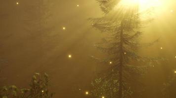 forêt magique avec des étincelles video