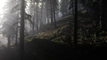 forêt de mauvaise humeur calme dans un brouillard brumeux le matin