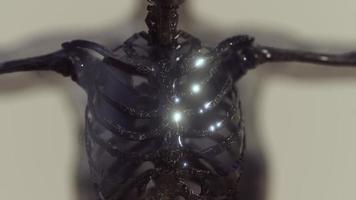 transparent human body with visible skeletal bones video