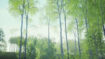 white birch trees in the forest in summer