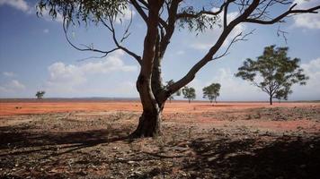 fantastisk solnedgång på savannens slätter i nationalparken i kenya video