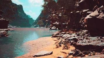 arbres près du fleuve colorado dans le grand canyon video